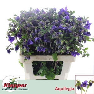 Aquil Blue Lady