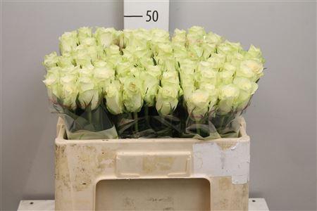 <h4>R Gr Athena</h4>