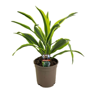 Dracaena deremensis lemon lime kopstek