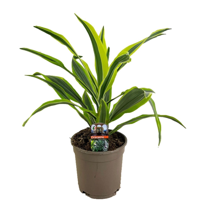 <h4>Dracaena deremensis lemon lime kopstek</h4>