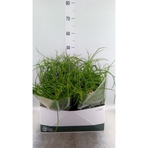 Rhipsalis   ...