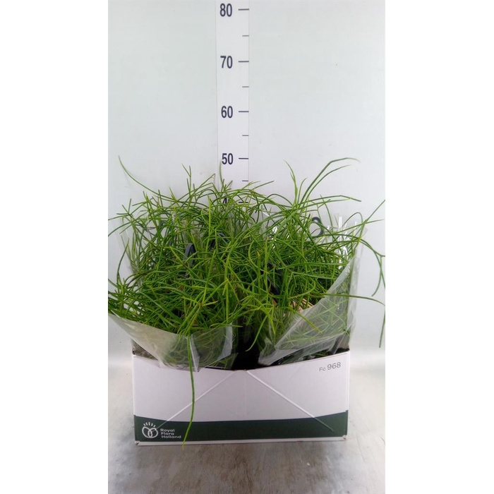 <h4>Rhipsalis   ...</h4>