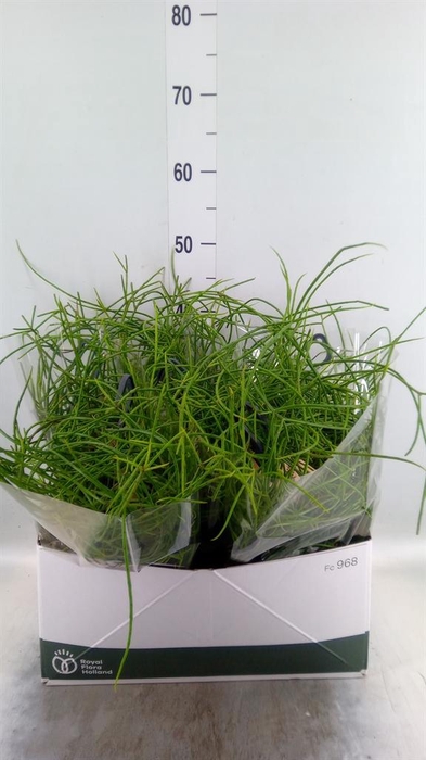 <h4>Rhipsalis ...</h4>