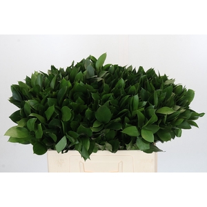 RUSCUS HYPOPHYLLUM