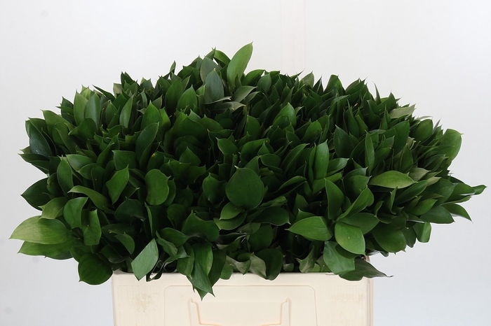 <h4>RUSCUS HYPOPHYLLUM</h4>