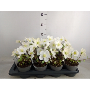 Helleborus niger