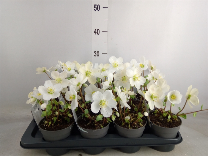 <h4>Helleborus niger</h4>