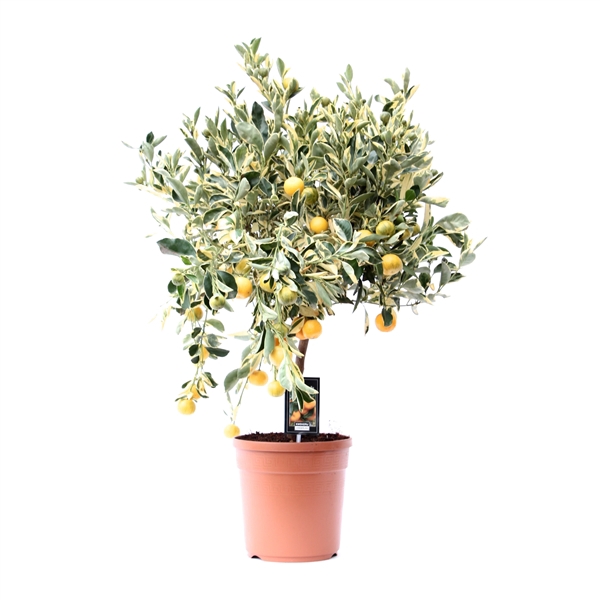 <h4>Citrofortunella Microcarpa Citrus Variegata</h4>