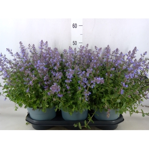 Nepeta faassenii  'Purrsian Blue'