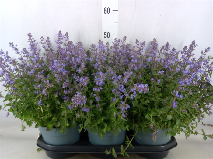 <h4>Nepeta faassenii  'Purrsian Blue'</h4>