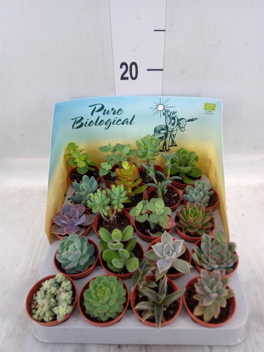 <h4>Succulents   ...</h4>