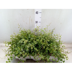 Ficus pumila 'White Sunny'