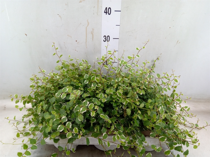 <h4>Ficus pumila 'White Sunny'</h4>