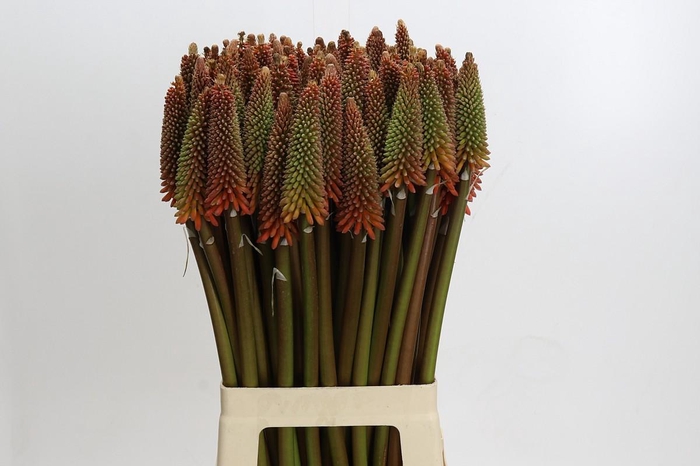 <h4>Kniphofia Alcazar</h4>