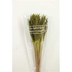 Dried Umbr. Sedge Big Leaf Green Bunch