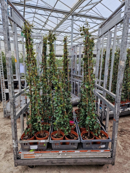 <h4>TRAC JASMINOIDES</h4>