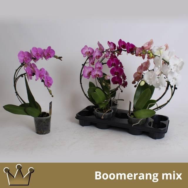 <h4>PHAL EL CASCADE</h4>