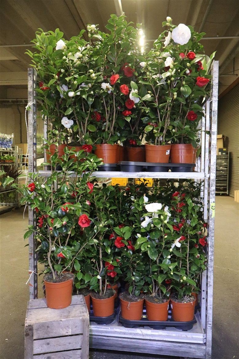 <h4>Came Japonica</h4>