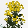Chr T Stallion Yello
