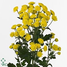 Chr T Stallion Yello