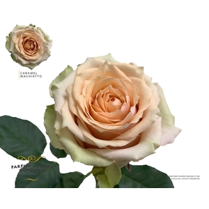 Rosa Garden Caramel Macchiato