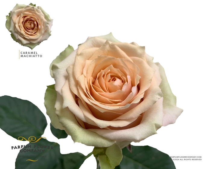 <h4>Rosa Garden Caramel Macchiato</h4>