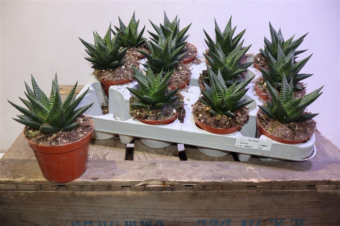 <h4>Haworthia Li</h4>