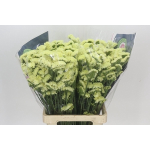 Limonium Sinuatum Yellow