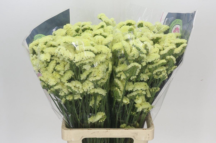 <h4>Limonium Sinuatum Yellow</h4>