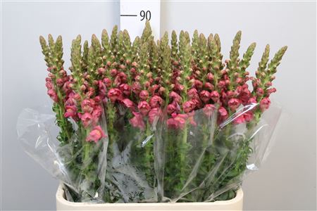 <h4>Antir Poto Rose</h4>