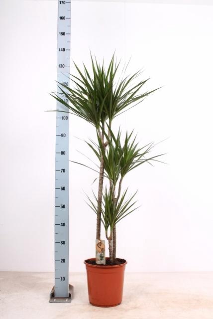 <h4>DRA MARGINATA</h4>