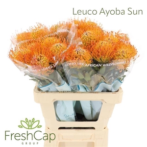 LEUCO AYOBA SUN