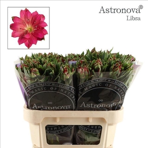 Alstroemeria Astronova Libra