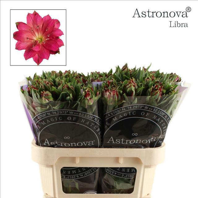 <h4>Alstroemeria Astronova Libra</h4>