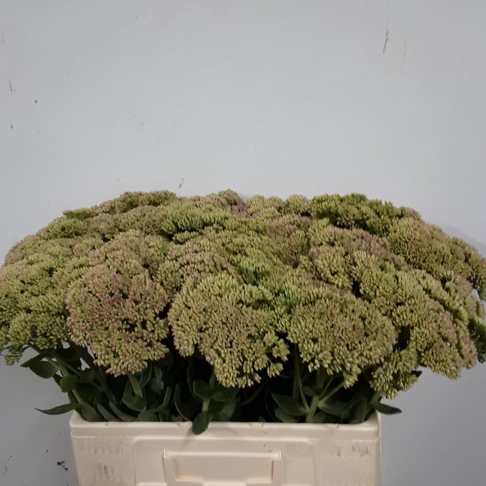 <h4>SEDUM SPECTABILE</h4>