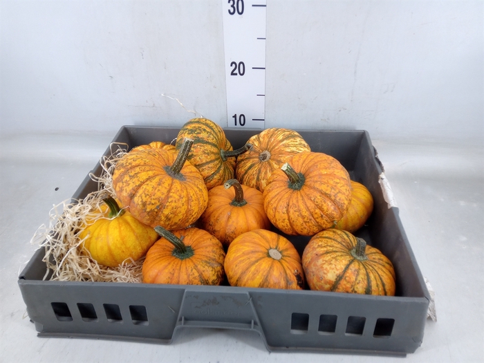 <h4>Cucurbita   ...</h4>