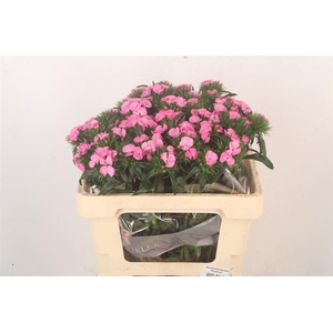 Di Barb Breanthus Earl Pale Pink