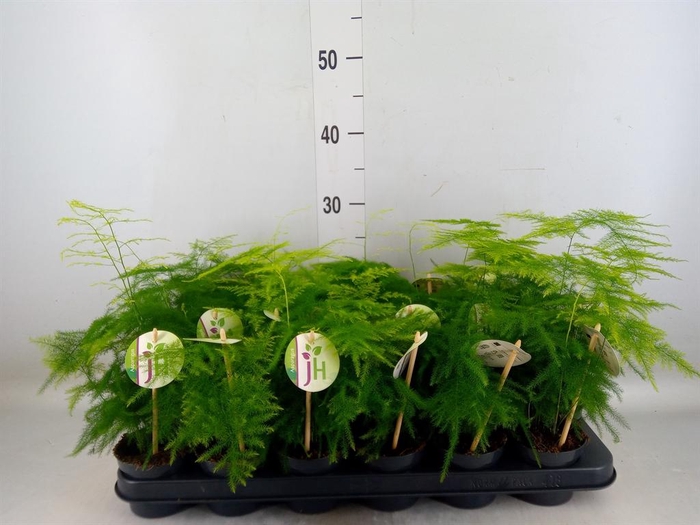 <h4>Asparagus setaceus</h4>