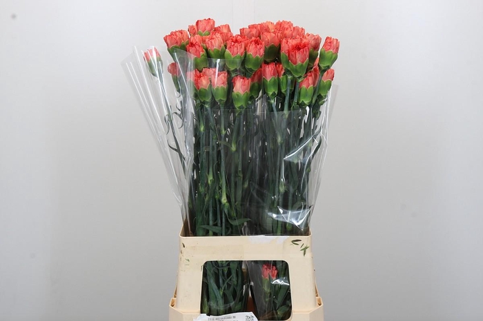 <h4>Dianthus St Arno</h4>