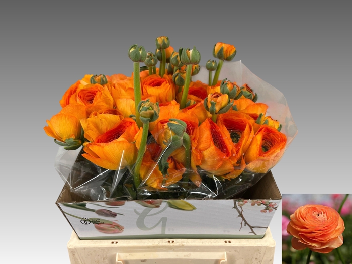 <h4>RAN SU LAMBADA</h4>