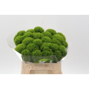 Di Barb Kiwi Cool 36cm