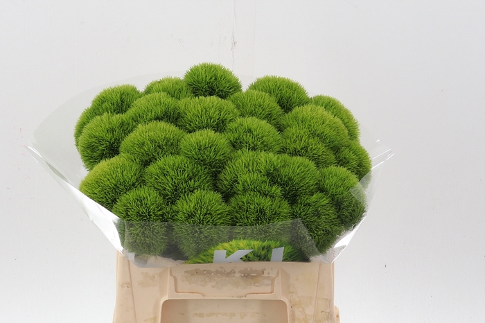 <h4>Di Barb Kiwi Cool 36cm</h4>