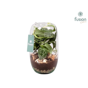 Green Bottle Isabella Medium Maritiem met Scindapsus