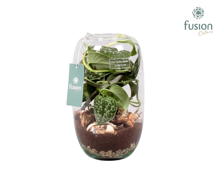 <h4>Green Bottle Isabella Medium Maritiem met Scindapsus</h4>