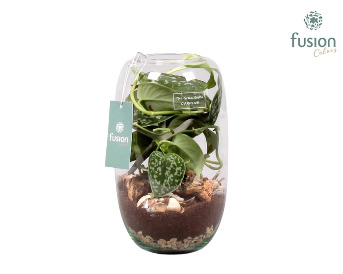 <h4>Green Bottle Isabella Medium Maritiem met Scindapsus</h4>