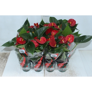 ANTHURIUM RED SUCCESS P09