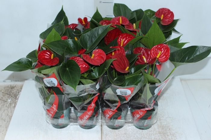 <h4>ANTHURIUM RED SUCCESS P09</h4>