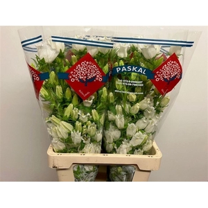 CAMP M CHAMPION WHIT