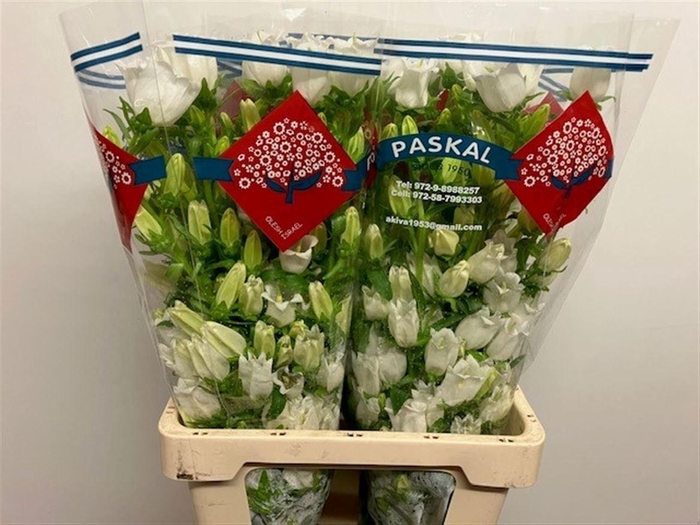 <h4>CAMP M CHAMPION WHIT</h4>