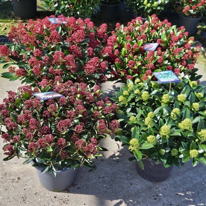 <h4>Skimmia Mix Laag P31</h4>